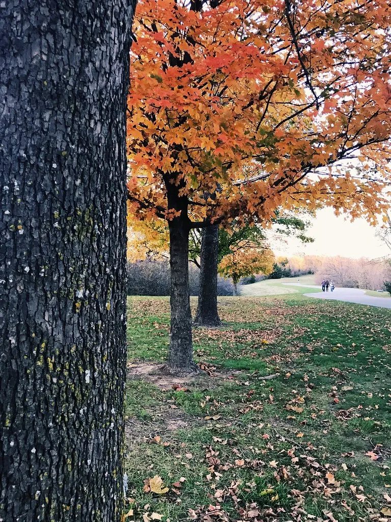 Fall color in late October at Weston Bend State Park near Kansas City
